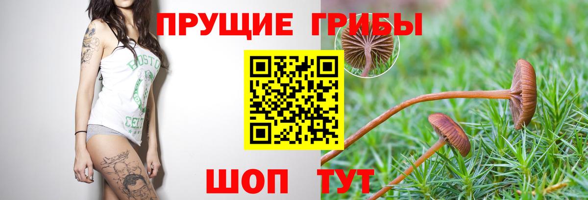 Качканар  Галлюциногенные грибы мицелий  Вход с VPN 